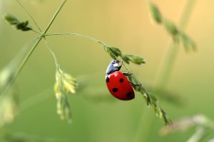 coccinelle du bonheur