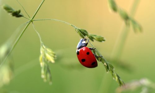 Qu’est-ce que le bonheur exactement ?